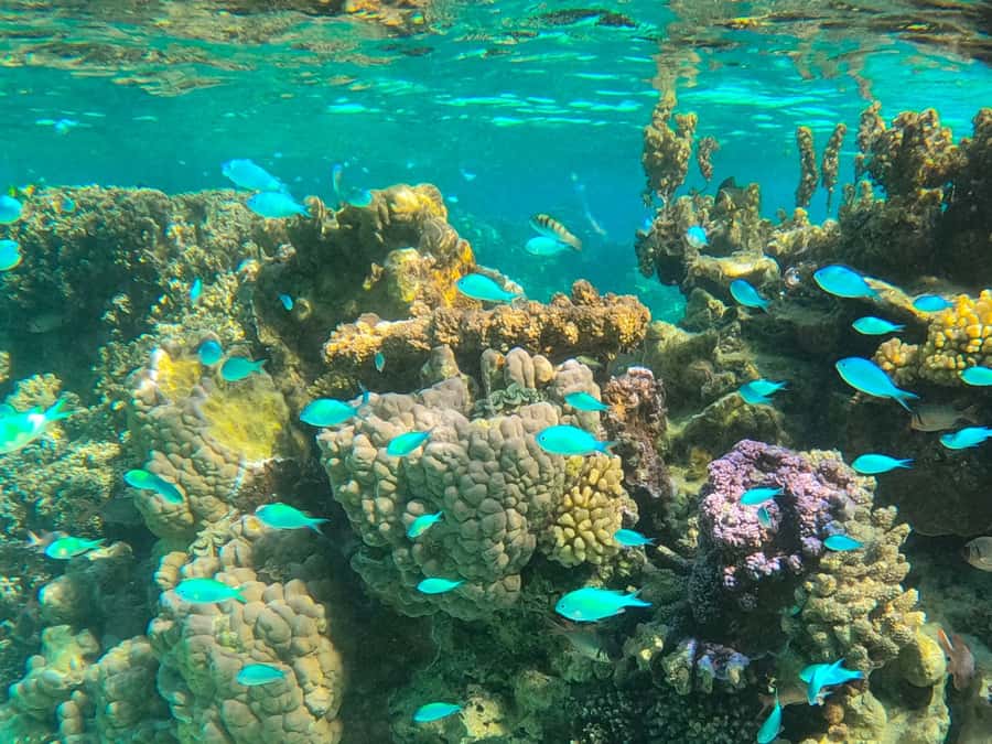 Bora Bora: 1/2 day lagoon safari - Shared tour - Pickup from 14 locations around Bora Bora
