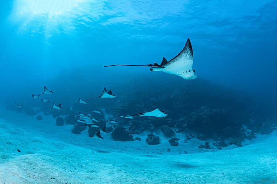 Bora Bora: 1 afternoon dive for certified divers - Bora Bora underwater, with the afternoon still free