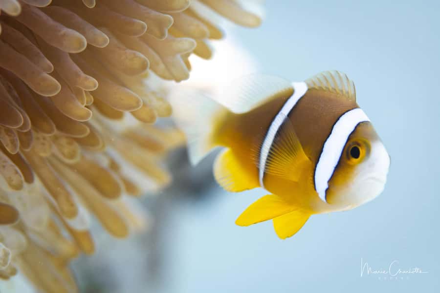 Bora Bora: 1 afternoon dive for certified divers - The pickup window and boat ride to the site