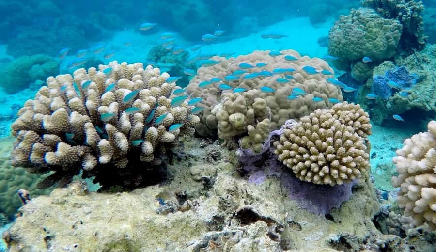 Bora Bora: 3.5-Hour Lagoon Boat Tour with Snorkeling - Three and a Half Hours Across Bora Bora’s Lagoon