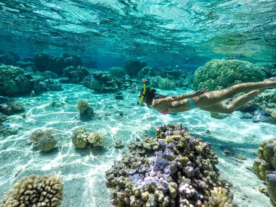 Bora Bora: 3.5-Hour Lagoon Boat Tour with Snorkeling - Searching for Eagle Rays in Open Water