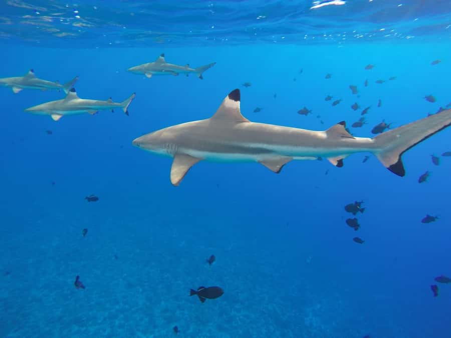 Bora Bora: 3.5-Hour Lagoon Boat Tour with Snorkeling - Gear, Swimming Ability, and Comfort