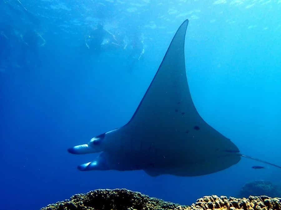 Bora Bora: 3.5-Hour Lagoon Boat Tour with Snorkeling - The Guide’s Approach to Marine Life