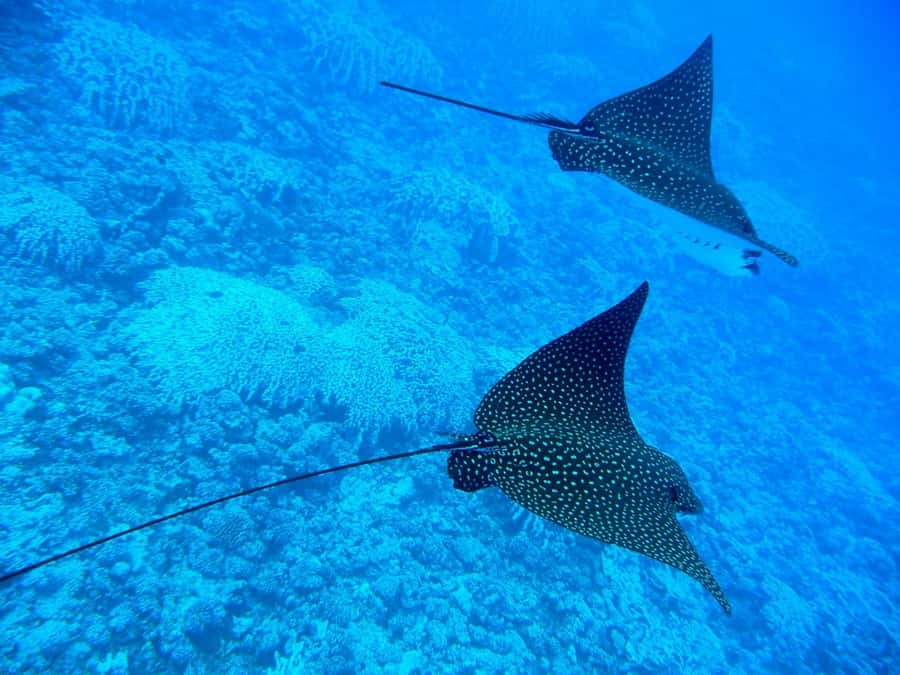Bora Bora: 3.5-Hour Lagoon Boat Tour with Snorkeling - Who Should Book This Lagoon Tour?