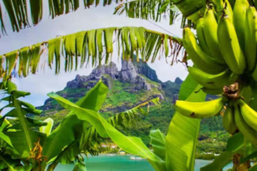 Bora Bora: 4WD History & Culture Tour - Ancient Bora Bora, temples, and seafaring stories