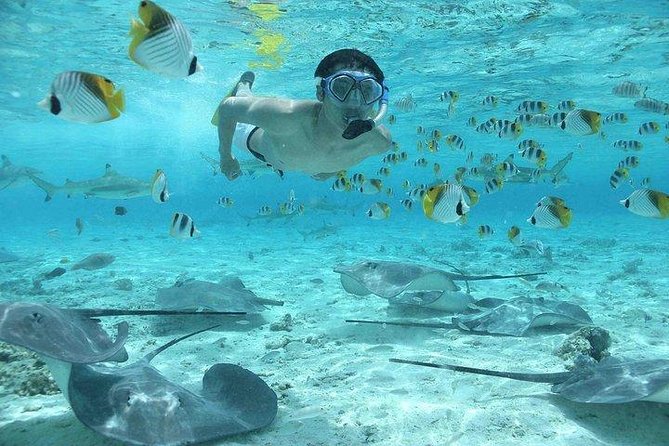 Bora Bora 4WD Tour & Eco Shark & Ray Snorkel Cruise - Lunch at Bloody Marys