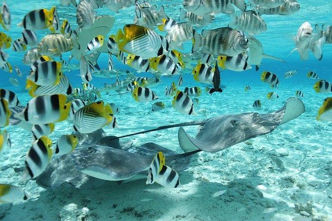 Bora Bora 4WD Tour & Eco Shark & Ray Snorkel Cruise - Swimming with stingrays and reef sharks