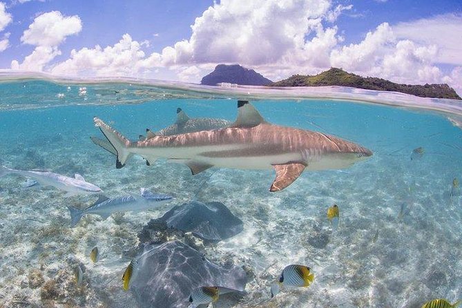 Bora Bora 4WD Tour & Eco Shark & Ray Snorkel Cruise - Who gets the best value from this day