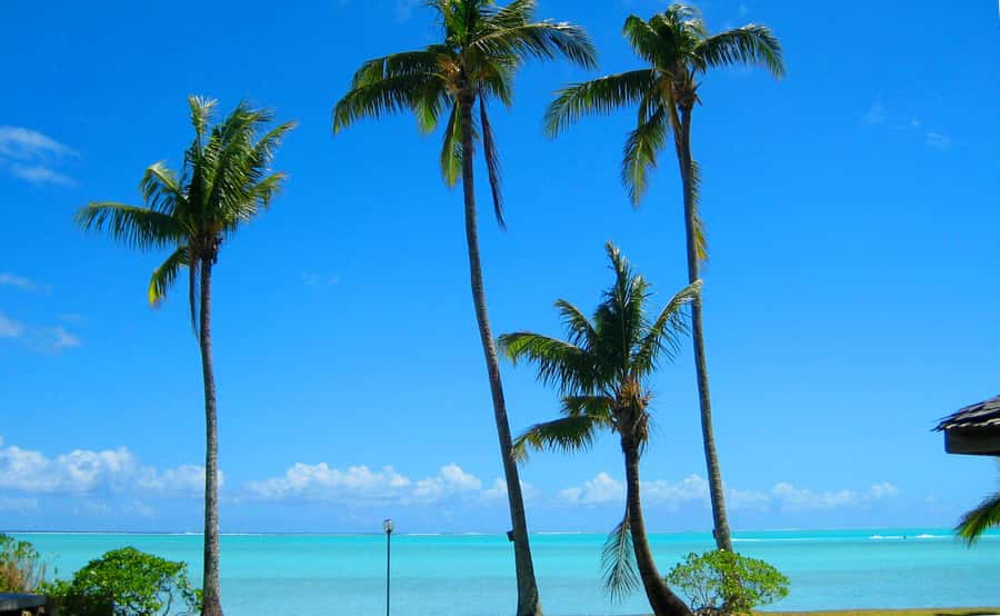 Bora Bora: 4x4 Safari with Snorkelling Combo Tour - A fresh lunch that earns its place