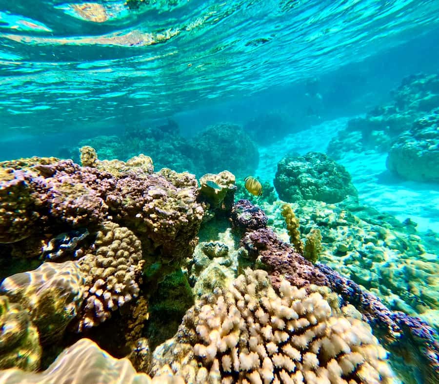 Bora Bora: Blue Lagoon Cruise, Snorkeling and Lunch . - What the $234 price includes