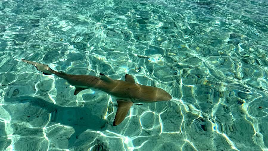 Bora Bora: Blue Lagoon Cruise, Snorkeling and Lunch . - Sharks and rays in their natural setting