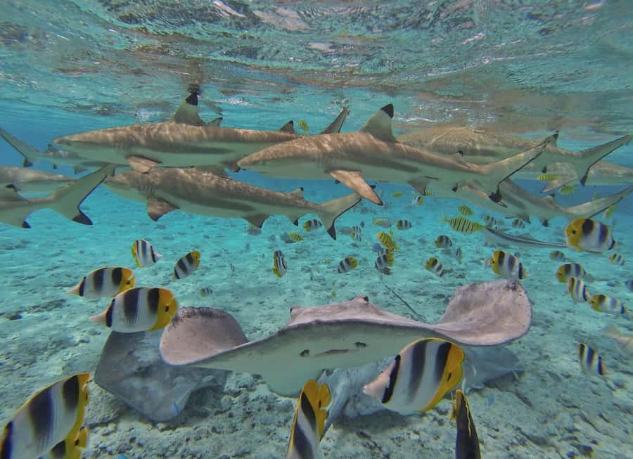 Bora Bora by Land and Sea: 4WD Safari and Snorkel - Amanahune Bay and ancient volcanic rock