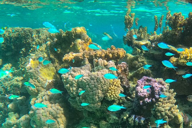 Bora Bora Combo Tour: Lagoon Cruise and 4WD Tour Including Snorkeling - Snorkeling with rays and reef sharks