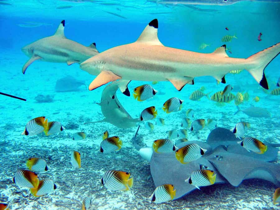 Bora Bora: Eco Shark and Snorkeling Safari - Three stops, three different faces of Bora Bora