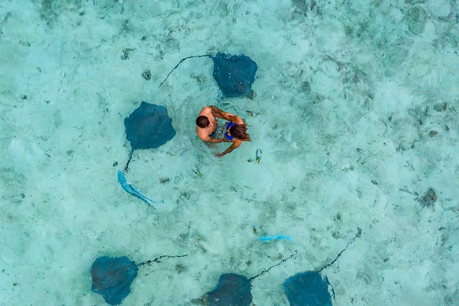 Bora Bora Eco Snorkel Cruise Including Snorkeling with Sharks and Stingrays - Meeting sharks and rays in Bora Bora’s shallow lagoon