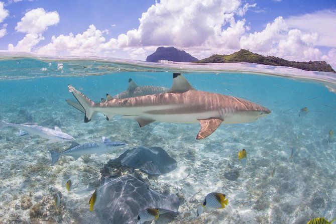 Bora Bora Eco Snorkel Cruise Including Snorkeling with Sharks and Stingrays - Value, pickup, and group size