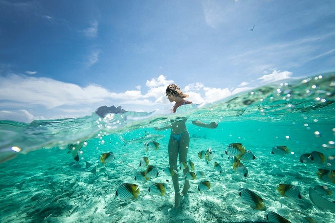 Bora Bora Eco Snorkel Cruise Including Snorkeling with Sharks and Stingrays - Wildlife expectations and responsible behavior