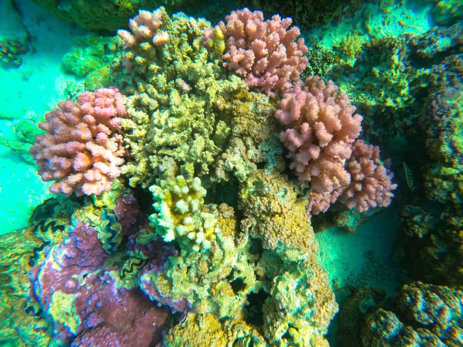 Bora Bora: Full day Lagoon Safari & Lunch on a Motu - ST - Key points to know before booking
