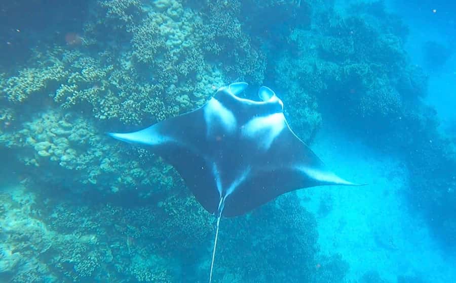 Bora Bora: Full day Lagoon Safari & Lunch on a Motu - ST - Three snorkeling stops across Bora Bora’s lagoon