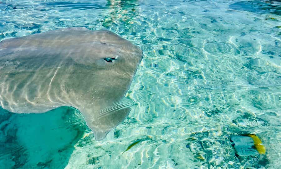 Bora Bora: Full day Lagoon Safari & Lunch on a Motu - ST - The coral garden is the clearest window into reef life