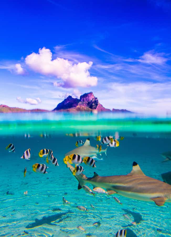 Bora Bora: Full-Day Lagoon Snorkelling Tour - At a Glance: What Makes This Tour Worth Your Day