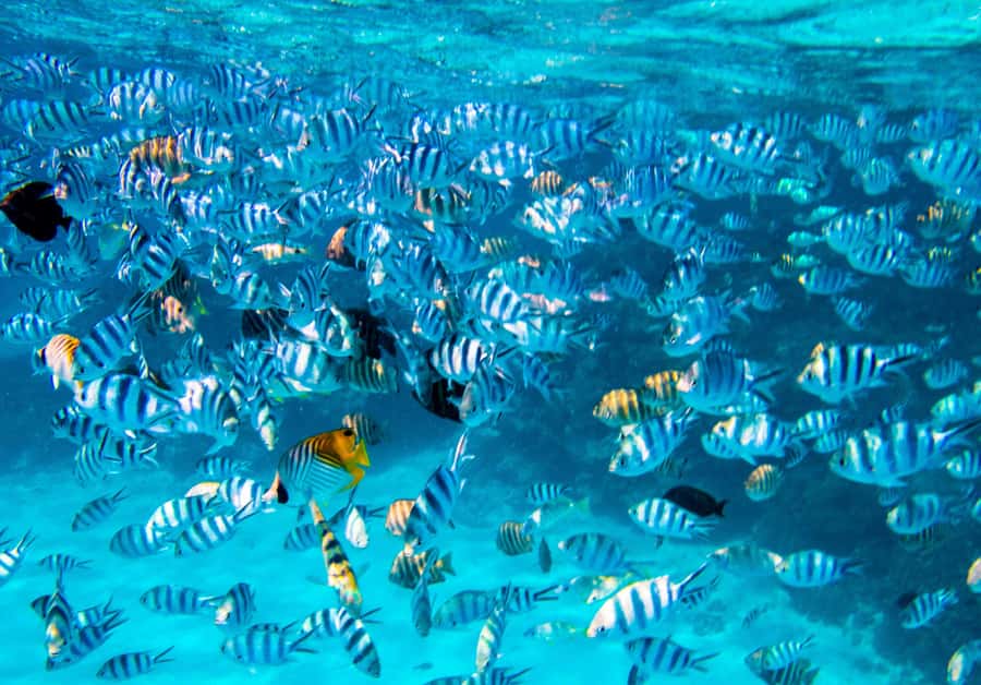 Bora Bora: Full-Day Lagoon Snorkelling Tour - Meeting Rays in Waist-Deep Water