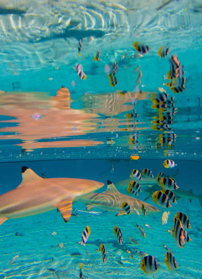 Bora Bora: Full-Day Lagoon Snorkelling Tour - Guides Who Shape the Day