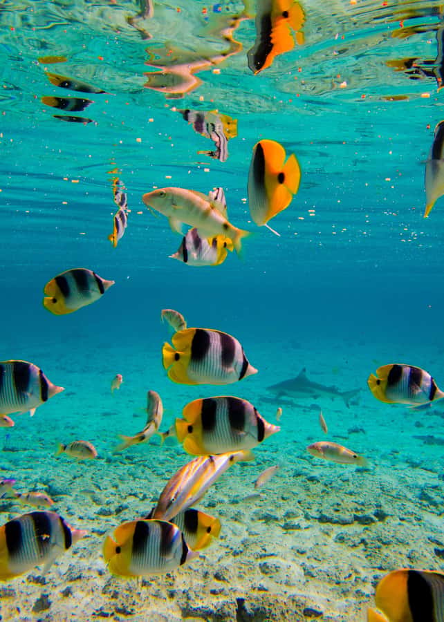 Bora Bora: Full-Day Lagoon Snorkelling Tour - Pickup Details and the One Important Warning