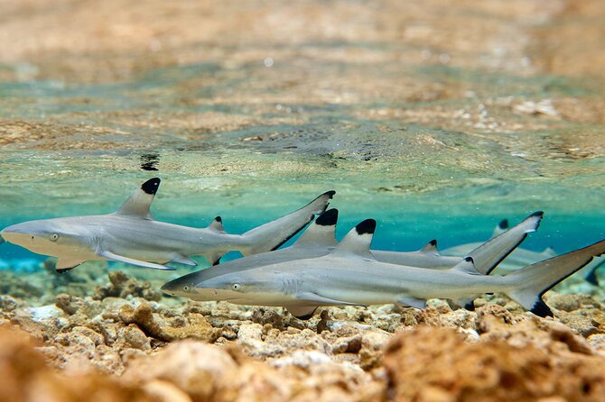 Bora Bora Full Day Snorkeling with Lunch - How much value do you get for $153.04?