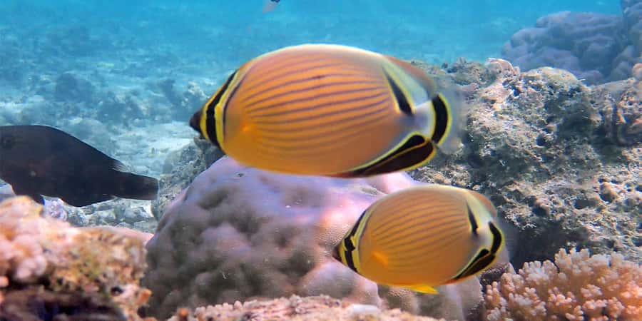 Bora Bora: Half Day Catamaran Sailing & Snorkelling - Practical tips for a better outing