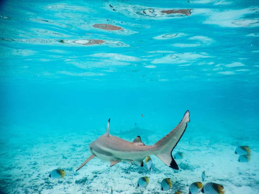 Bora Bora: Half-Day Lagoon Snorkelling Tour - Key points at a glance