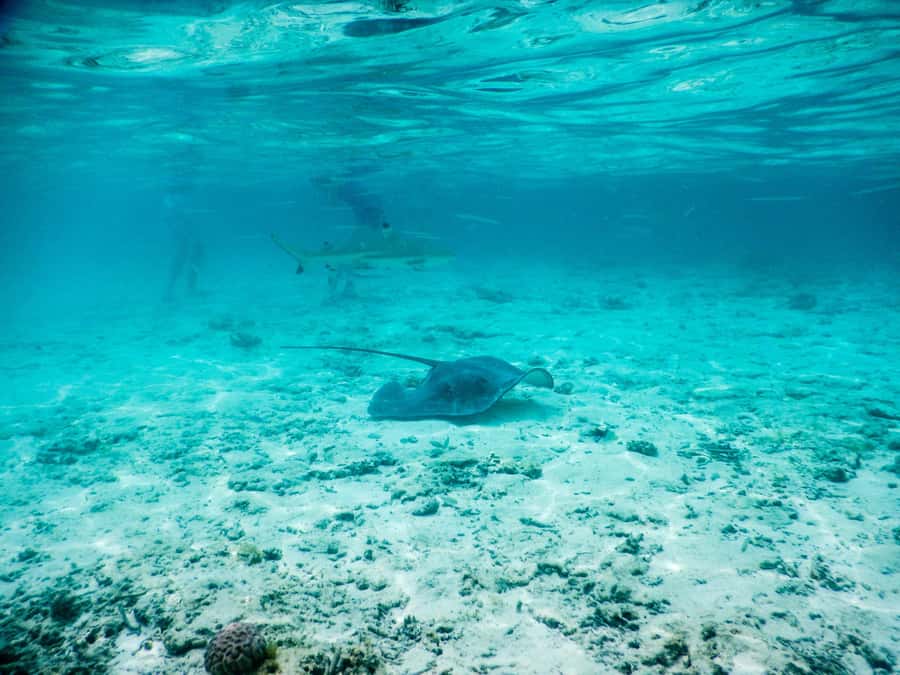 Bora Bora: Half-Day Lagoon Snorkelling Tour - Why this three-hour route works well