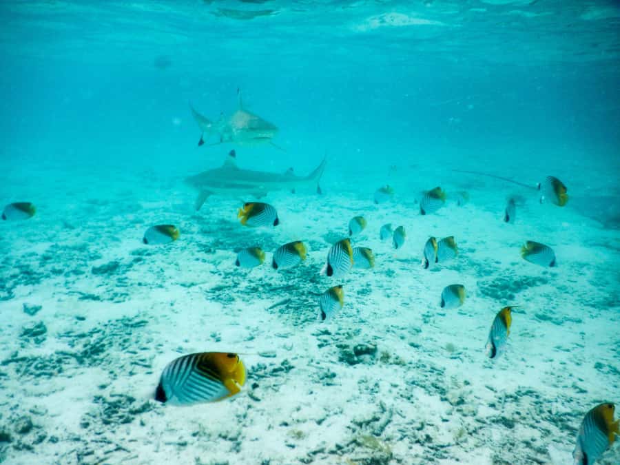 Bora Bora: Half-Day Lagoon Snorkelling Tour - Watching small reef sharks near the reef edge