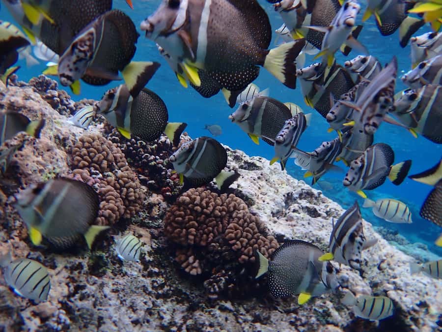 Bora Bora: Introductory Dive - Learning the Basics Before You Enter the Lagoon