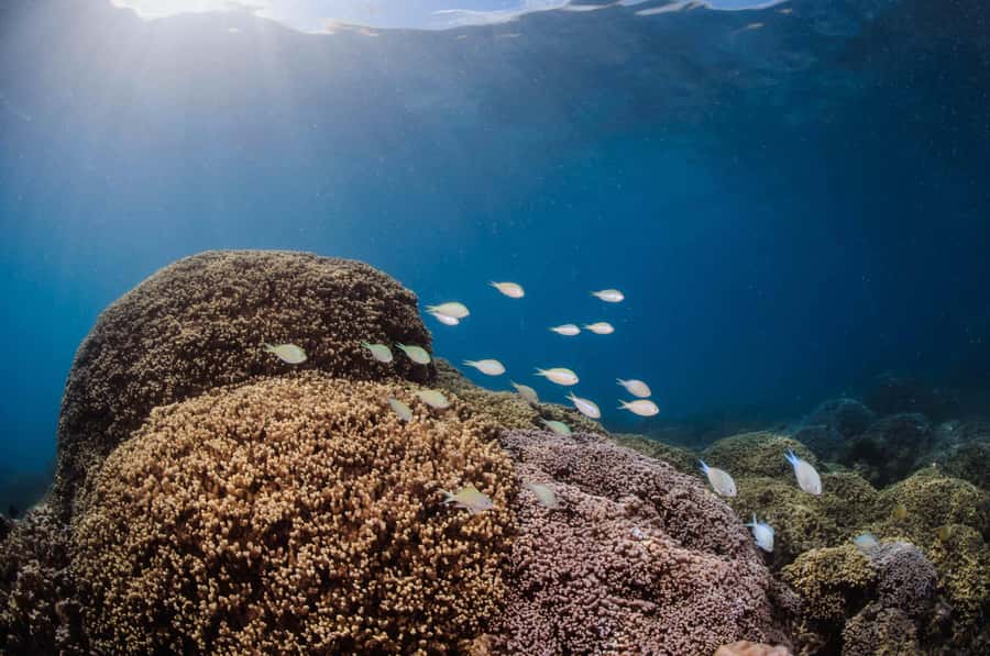 Bora Bora: Introductory Dive - Thirty Minutes in Bora Bora’s Coral Garden
