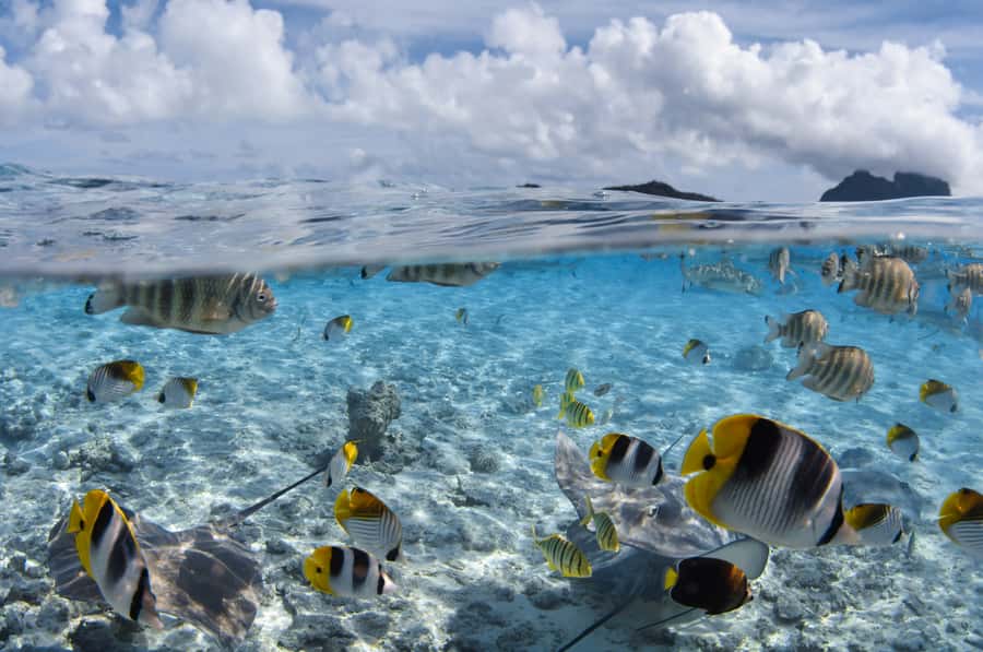 Bora Bora: Introductory Dive - Who Should Book This Activity
