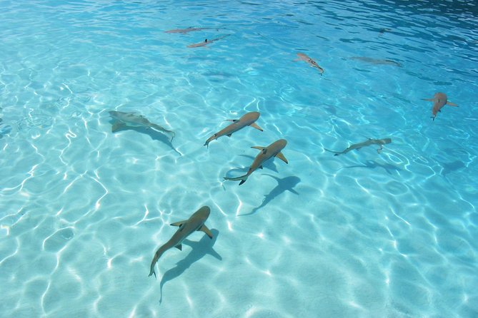 Bora Bora Jet Ski Tour, & Eco Shark / Ray Snorkel Cruise - The shark, stingray, and coral garden outing