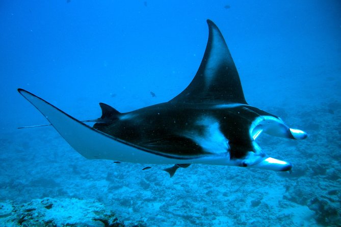 Bora Bora Jet Ski Tour, & Eco Shark / Ray Snorkel Cruise - The guides shape the whole day