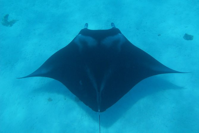 Bora Bora Lagoon Snorkeling Tour by Private Boat - Key points at a glance