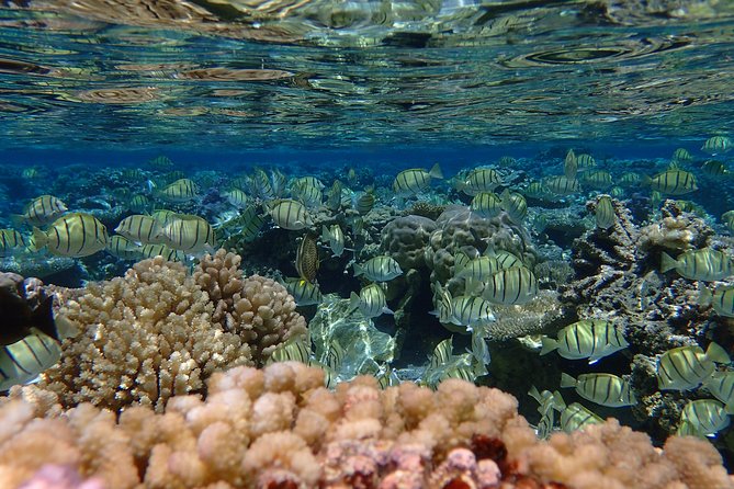 Bora Bora Lagoon Snorkeling Tour by Private Boat - Manta rays: patience can pay off