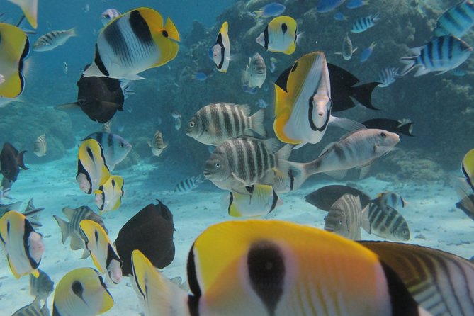 Bora Bora Lagoon Snorkeling Tour by Private Boat - Family groups and mixed swimming ability
