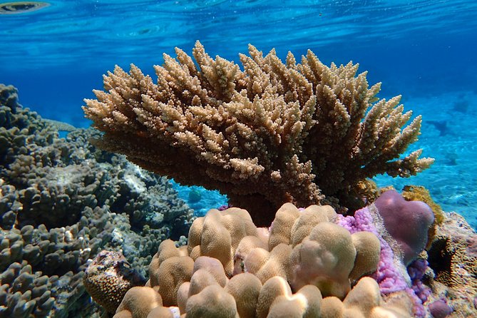 Bora Bora Lagoon Snorkeling Tour by Private Boat - What happens during the 3.5-hour outing
