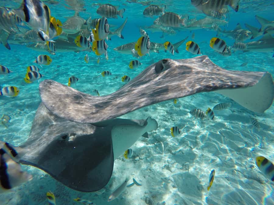 Bora Bora: Lagoon Tour and Snorkeling Experience - The guides can make the difference