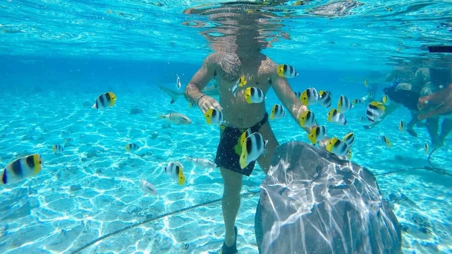 Bora Bora: Lagoon Tour and Snorkeling Experience - The trade-offs you should consider