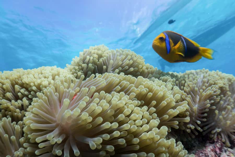 Bora Bora: Lagoon Tour and Snorkeling Experience - A motorized outrigger makes the journey part of the tour