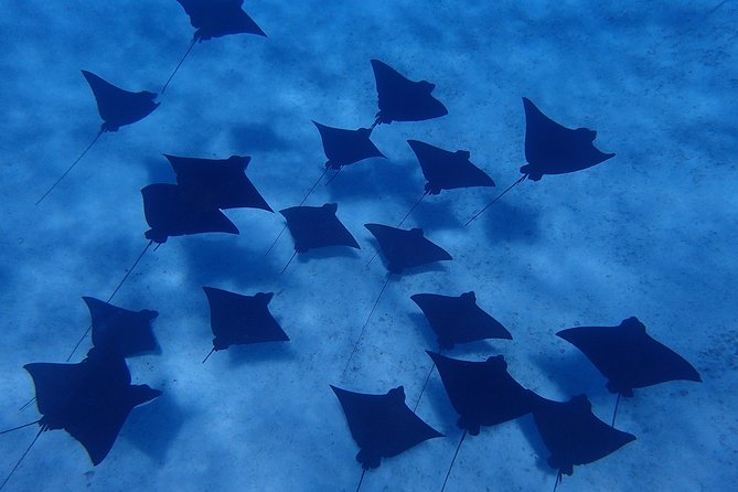 Bora Bora: Luxury Private Half Day Snorkeling Tour - The guides are a major part of the value
