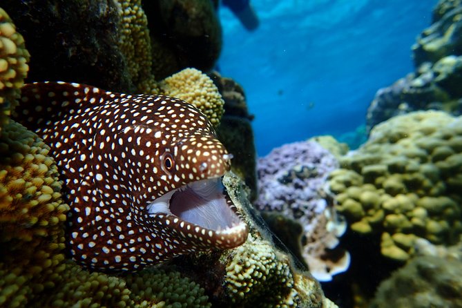 Bora Bora: Luxury Private Half Day Snorkeling Tour - What is included, and why it matters