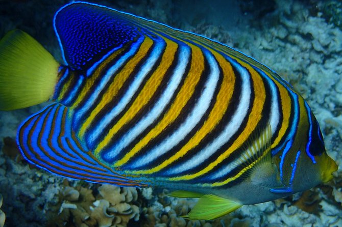 Bora Bora: Luxury Private Half Day Snorkeling Tour - Your first look at Bora Bora’s famous lagoon