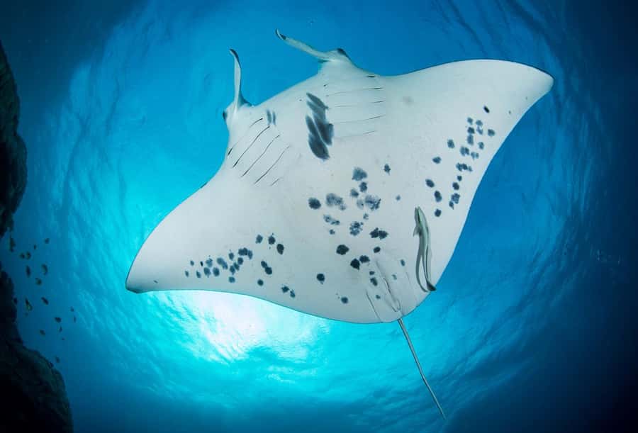 Bora Bora: Morning 2 tank dive for certified divers - Why this Bora Bora morning outing works well