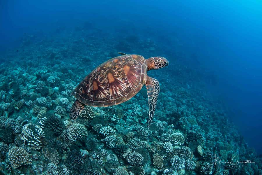 Bora Bora: Morning 2 tank dive for certified divers - What the small group means underwater